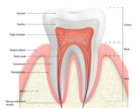 ساختار انواع دندان ها