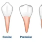 difference between premolar and molar 555x322.png 85x85